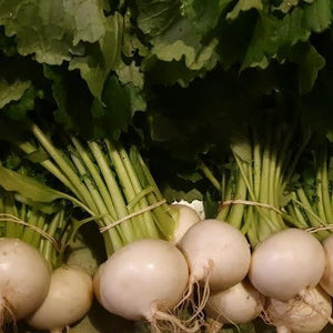Japanese white turnips  – bunch