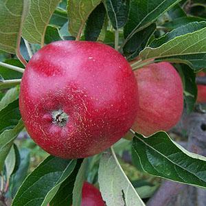 Red pippin Apples 500g